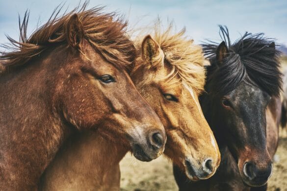Barry Denton horses
